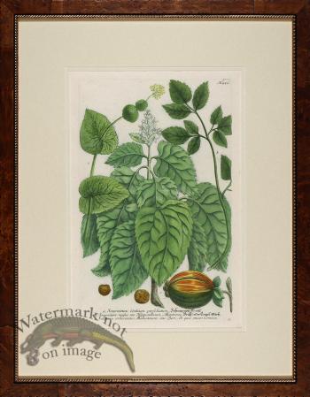 Weinmann Burl with Gold DM 13